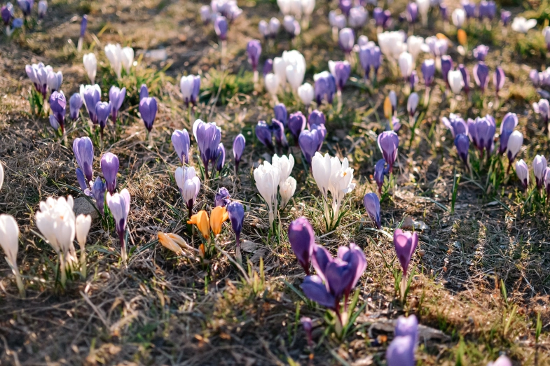 Autumn Crocus