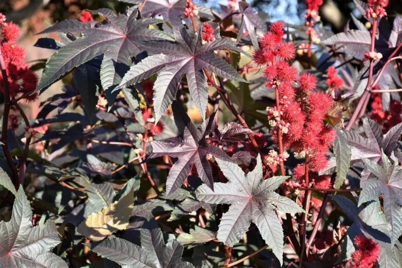 Castor Bean Plant