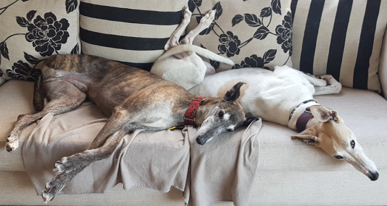 Greyhounds as Pets: What You Need to Know