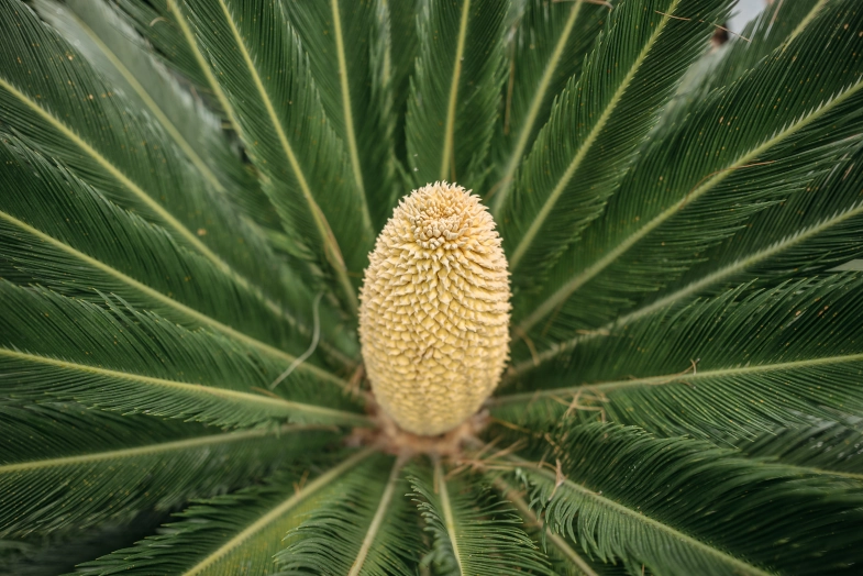 Sago Palm