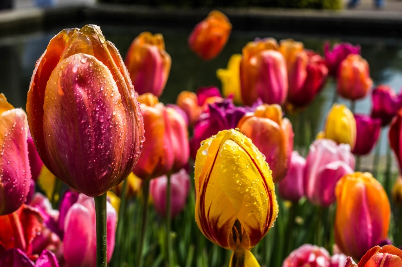 Tulips