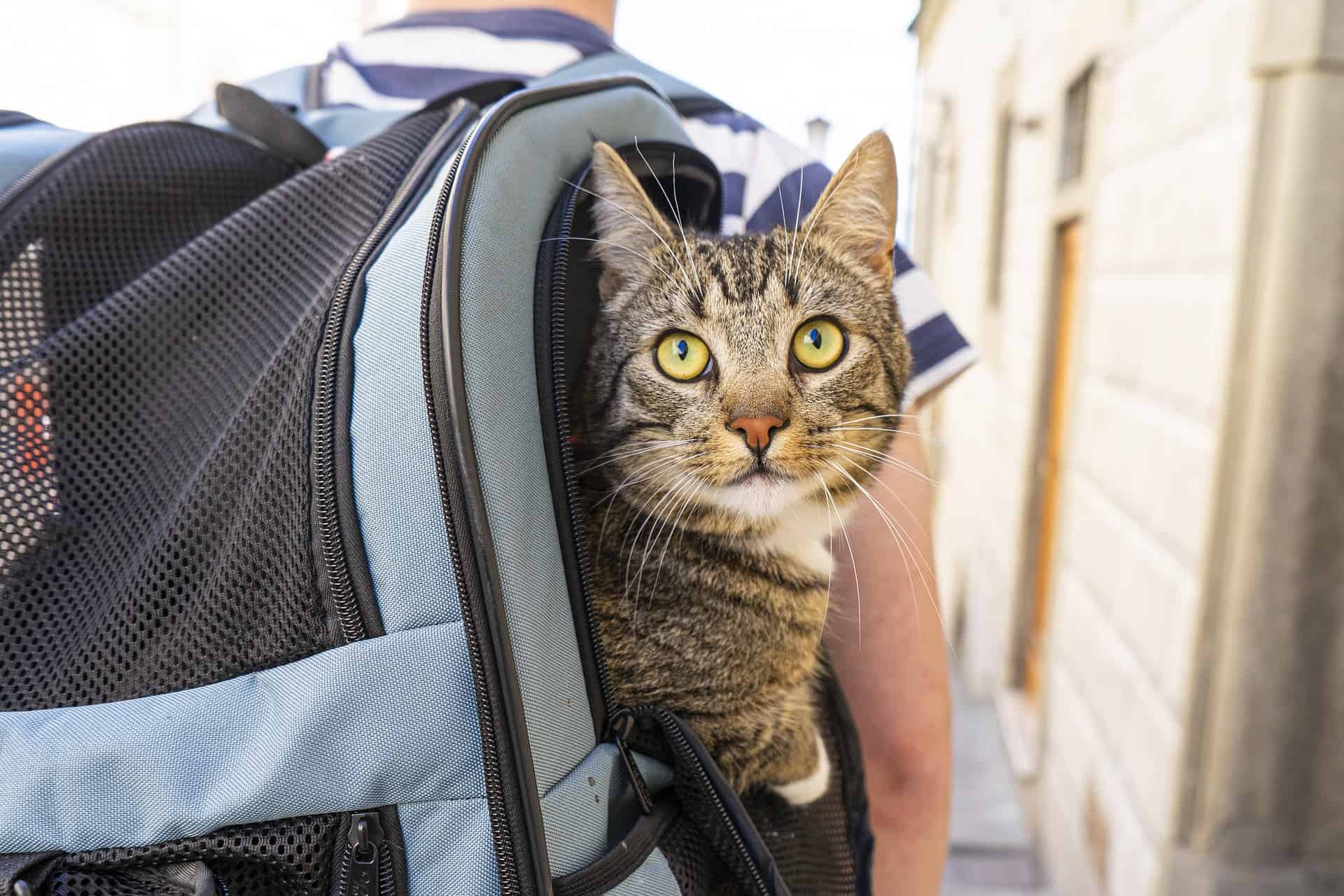 Car Travel With a Cat