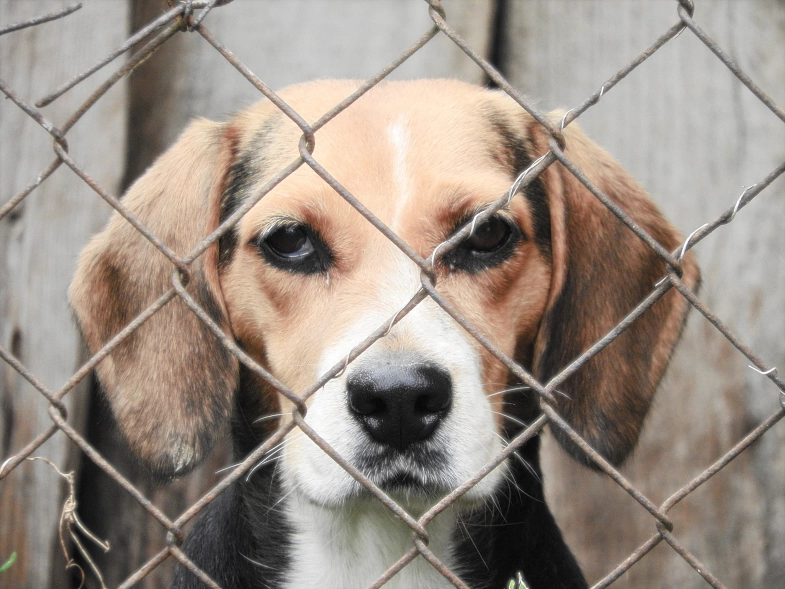 dog with kennel anxiety