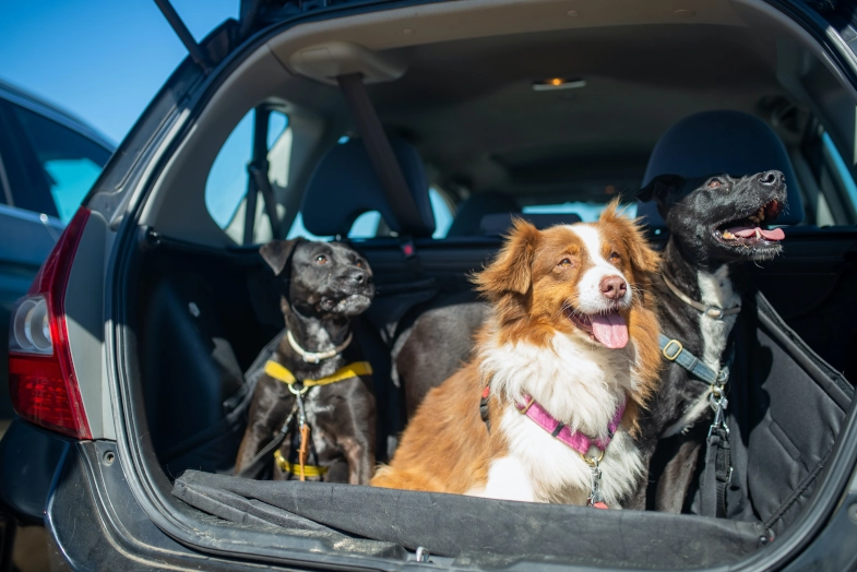 dogs travelling in a car